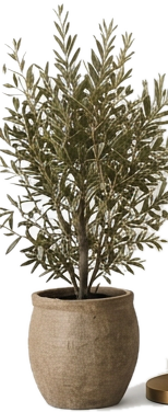 Potted olive tree